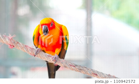 Close up Colorful yellow orange green love bird chirping while grabbing on rope Close up Colorful yellow orange green love bird chirping while grabbing on rope 110942572