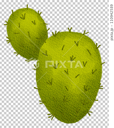 Cactus succulent plant watercolor 110942589