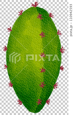 Cactus succulent plant watercolor 110942593