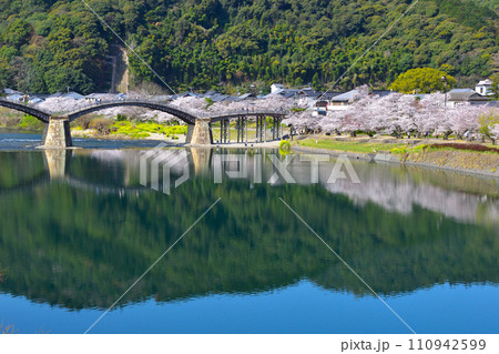 春　桜　菜の花　錦帯橋　 110942599