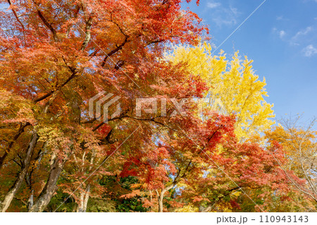 京都市左京区修学院宮ノ脇町の鷺森神社　参道の紅葉 110943143