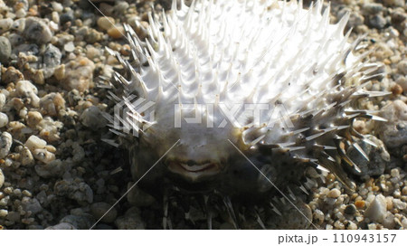 砂浜に打ち上げられたハリセンボン 110943157