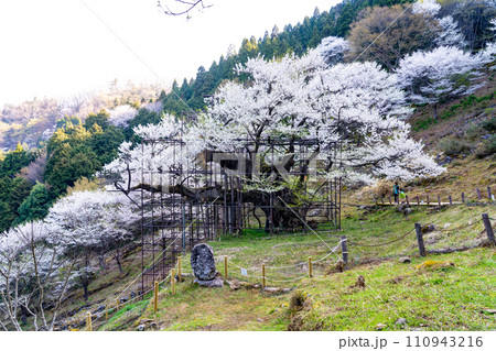 朝日差す満開の樽見の大桜5 兵庫県養父市 朝日差す満開の樽見の大桜5 兵庫県養父市 110943216