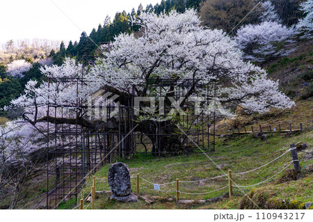朝日差す満開の樽見の大桜6　兵庫県養父市 110943217