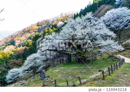 朝日差す満開の樽見の大桜7　兵庫県養父市 110943218