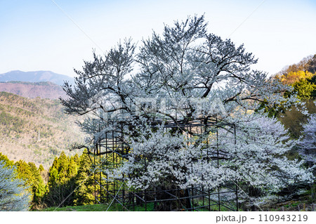 朝日差す満開の樽見の大桜と中国山地の山並み1 兵庫県養父市 朝日差す満開の樽見の大桜と中国山地の山並み1 兵庫県養父市 110943219