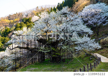 朝日差す満開の樽見の大桜9　兵庫県養父市 110943222