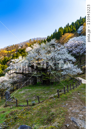朝日差す満開の樽見の大桜10 兵庫県養父市 朝日差す満開の樽見の大桜10 兵庫県養父市 110943223