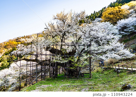 朝日差す満開の樽見の大桜11　兵庫県養父市 110943224
