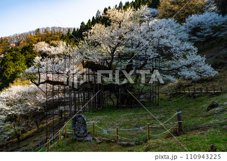 朝日差す満開の樽見の大桜12　兵庫県養父市 110943225