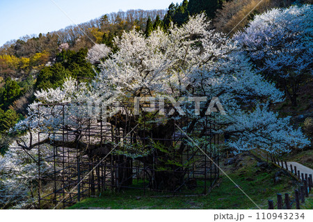 朝日差す満開の樽見の大桜17 兵庫県養父市 朝日差す満開の樽見の大桜17 兵庫県養父市 110943234