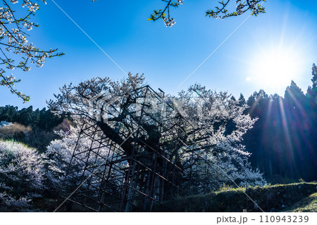 朝日差す満開の樽見の大桜22 兵庫県養父市 朝日差す満開の樽見の大桜22 兵庫県養父市 110943239
