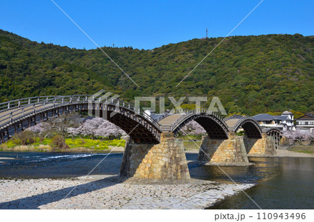 春　桜　菜の花　錦帯橋　 110943496