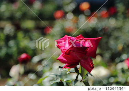 荒尾市 おもやい市民花壇 バラの花、 荒尾市 おもやい市民花壇 バラの花、 110943564