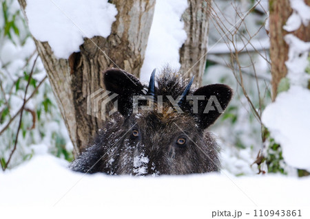 雪の中から顔を出してこちらを凝視するニホンカモシカ 110943861