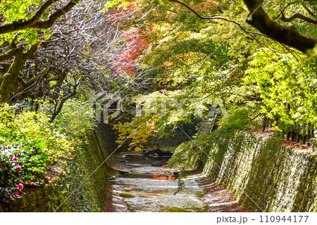 【京都】秋の北野天満宮_史跡御土居のもみじ苑の絶景【紅葉観光の名所】 【京都】秋の北野天満宮_史跡御土居のもみじ苑の絶景【紅葉観光の名所】 110944177