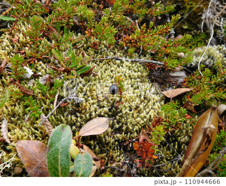 アイスランド　夏　ディムボルギル　クロウベリー 110944666