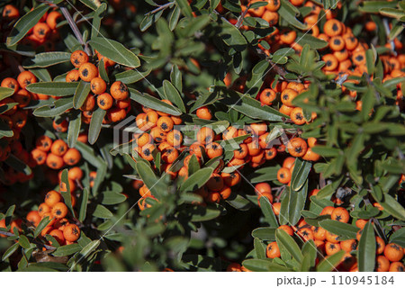 Wild shrub with yellow berries Wild shrub with yellow berries 110945184