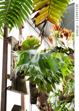 観葉植物 鹿 シカ 110945596