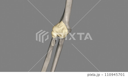 Joint capsule of the elbow joint Joint capsule of the elbow joint 110945701