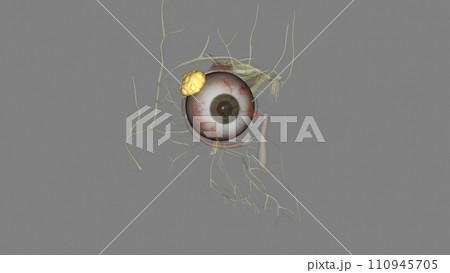The lacrimal gland is a bilobed, tear-shaped gland with the primary function of secreting the aqueous portion 110945705