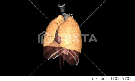 The function of the lung is to get oxygen from the air to the blood, performed by the alveoli 110945706