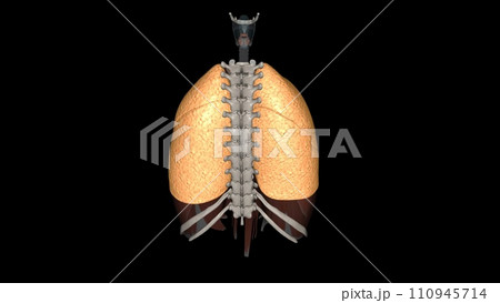 The function of the lung is to get oxygen from the air to the blood, performed by the alveoli 110945714