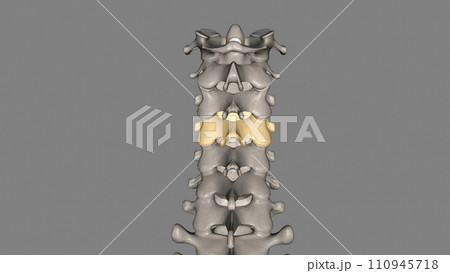 The fourth cervical vertebra (C4) is centrally located in the cervical (or neck) region of the spinal column The fourth cervical vertebra (C4) is centrally located in the cervical (or neck) region of the spinal column 110945718