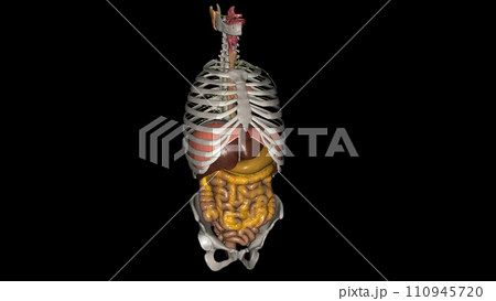 The esophagus is the hollow, muscular tube that passes food and liquid from your throat to your stomach 110945720