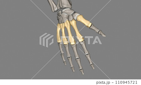 The metacarpals are long, thin bones that are located between the carpal bones in the wrist and the phalanges in the digits The metacarpals are long, thin bones that are located between the carpal bones in the wrist and the phalanges in the digits 110945721