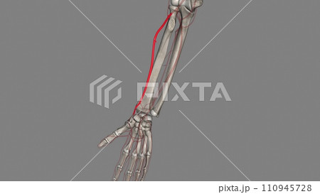 The radial artery is one branch of the brachial artery, a major blood vessel in the upper arm 110945728
