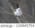 枝にとまるシマエナガ 110945754