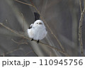 枝にとまるシマエナガ 110945756