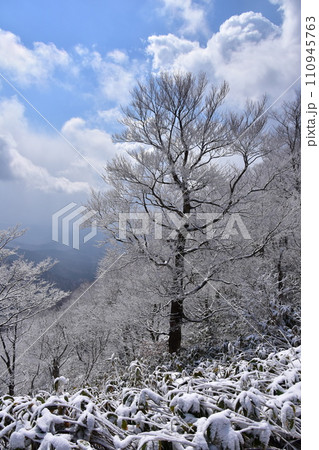 雪の積もった木 110945763