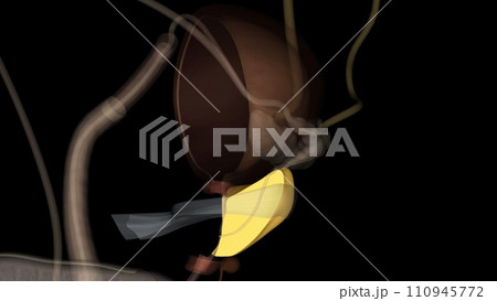 The prostate is both an accessory gland of the male reproductive system and a muscle-driven mechanical switch between urination and ejaculation 110945772