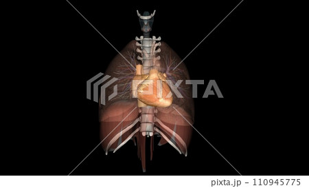The heart is a muscular organ in most animals. This organ pumps blood through the blood vessels of the circulatory system 110945775