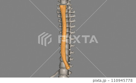 The esophagus is the hollow, muscular tube that passes food and liquid from your throat to your stomach The esophagus is the hollow, muscular tube that passes food and liquid from your throat to your stomach 110945778