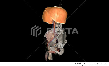 The diaphragm is a muscle that helps you inhale and exhale (breathe in and out) 110945792