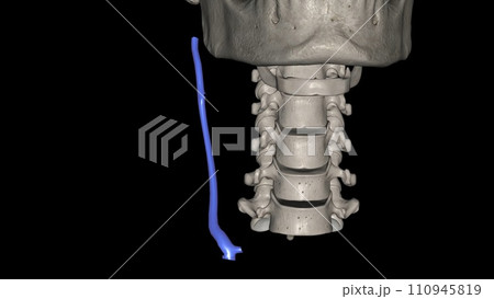 The external jugular is a large vein used in prehospital medicine for venous access 110945819