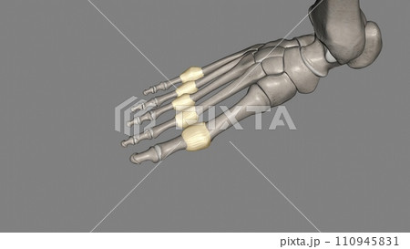 Metatarsophalangeal joint capsuleのイラスト素材 [110945831] - PIXTA