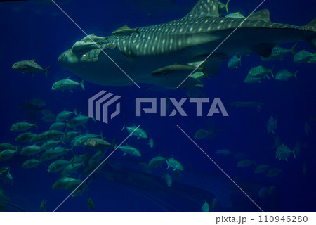 海の生き物達 海の生き物達 110946280
