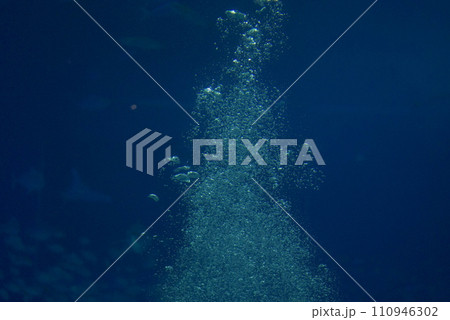 海の生き物達 海の生き物達 110946302