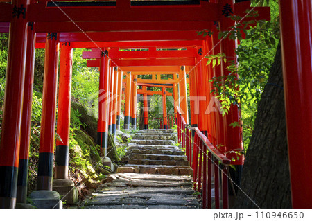 上賀茂神社 二葉姫稲荷神社の参道(京都市北区上賀茂本山) 上賀茂神社 二葉姫稲荷神社の参道(京都市北区上賀茂本山) 110946650