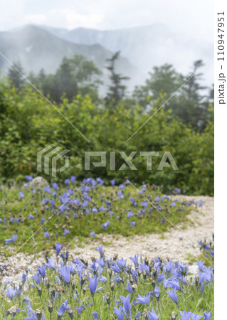 高山帯の砂礫地にイワギキョウが咲く 高山帯の砂礫地にイワギキョウが咲く 110947951