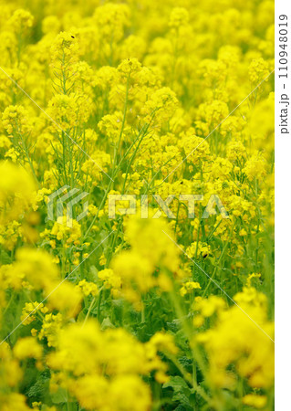 春の訪れ　菜の花　畑 110948019