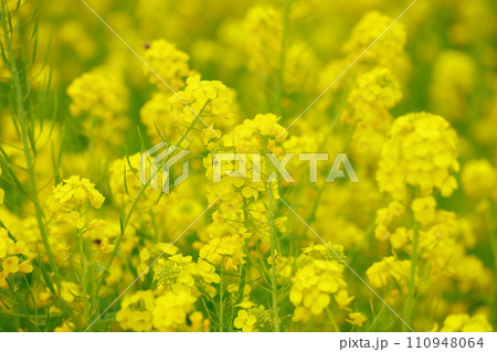 春の訪れ 菜の花 畑 春の訪れ 菜の花 畑 110948064