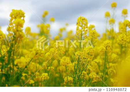 春の訪れ 菜の花 畑 春の訪れ 菜の花 畑 110948072