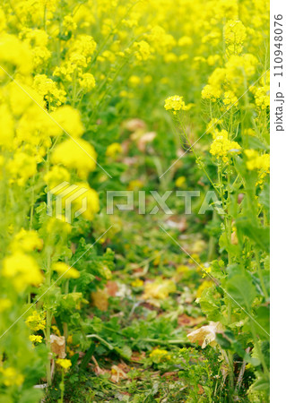 春の訪れ 菜の花 畑 春の訪れ 菜の花 畑 110948076