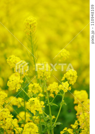 春の訪れ　菜の花　畑 110948109