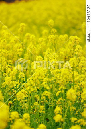 春の訪れ　菜の花　畑 110948120